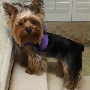 Meet your Posher, Butch